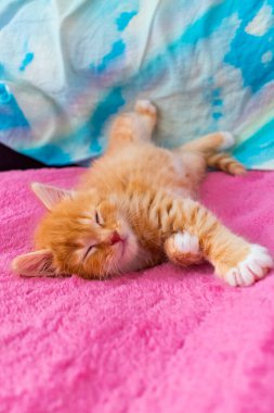 Kızıl kedi oyundan sonra rahatla. Kedi yavrusu pembe kapakta sırt üstü yatıyor. Kitty uyuyor.