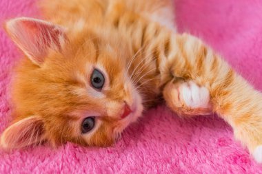 Kızıl kedi oyundan sonra rahatla. Yavru kedi sırt üstü uzanıyor ve uzaklığa bakıyor..