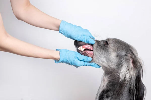 Frauenhände Blauen Medizinhandschuhen Halten Sanft Einen Grauen Windhund Weißer Hintergrund — Stockfoto