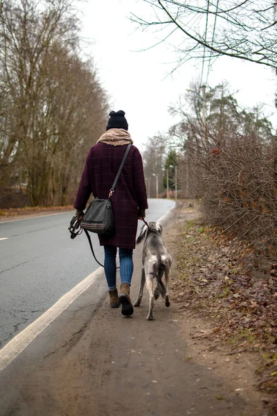 Ägare Och Greyhound Saluki Hund Utomhus Promenader Parken Längs Vägen — Stockfoto