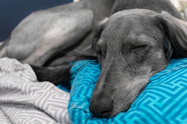 疲惫的灰色猎犬睡在蓝色枕头和白色床单上 枪口的平静的表情 — 图库照片