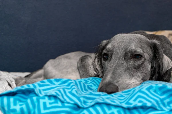 一只疲惫的灰色猎犬躺在蓝色的枕头和白色的床单上 枪口的平静的表情 — 图库照片