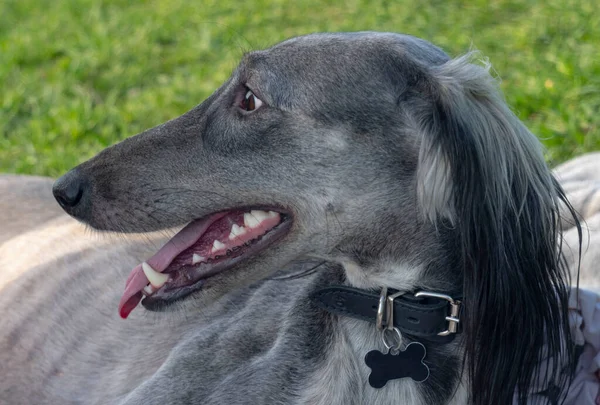 Turkmen hound resting on the grass. Close-up. The dog walks on a sunny summer day. After a long run, the greyhound lay down to rest. His mouth is open and sharp canines are visible. On the neck of the dog wearing a collar with an address card