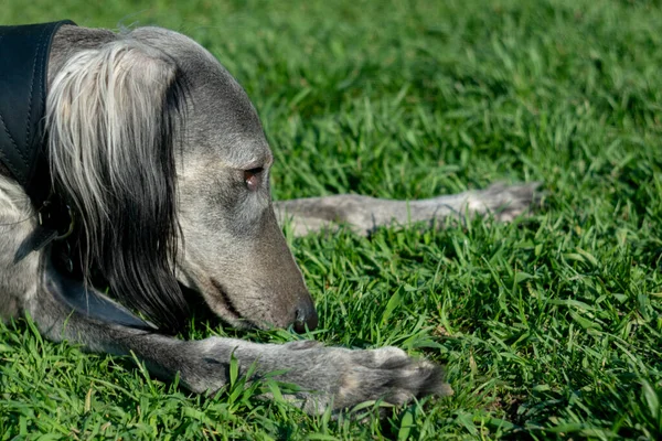 Köpek parkta ot yiyor. Greyhound güneşli bir yaz gününde çimlerin üzerinde yatar. Doğadaki oyunlar.