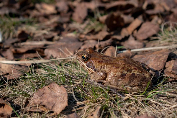 Crapaud Gris Est Assis Sur Herbe Dans Les Feuilles Automne — Photo