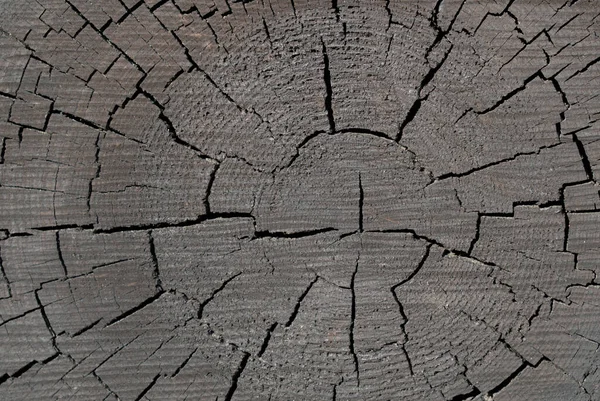 old stump, view from above. The pattern of cracks. Very interesting natural pattern.