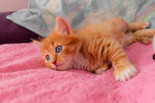 Gato Gengibre Relaxar Depois Jogo Gatinho Está Deitado Costas Olhando — Fotografia de Stock