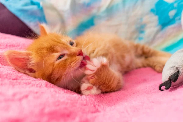 Τζίντζερ Γάτα Χαλαρώστε Μετά Παιχνίδι Γατάκι Είναι Ξαπλωμένο Στην Πλάτη — Φωτογραφία Αρχείου