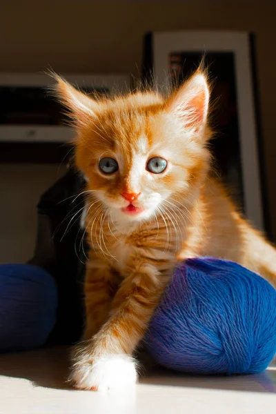 Roztomilé Koťátko Klubko Nití Portrét Roztomilého Červeného Koťátka Vtipné Kotě — Stock fotografie
