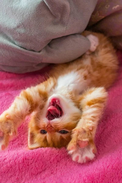 Zázvor Kočka Relaxovat Hře Kotě Leží Zádech Růžovém Obalu Kitty — Stock fotografie