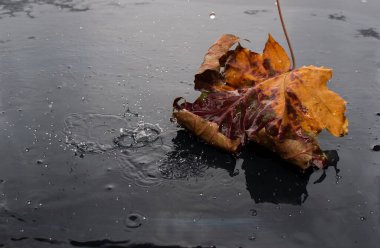 Islak, koyu arkaplanda sonbahar yaprağı.