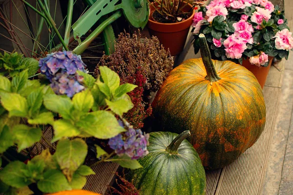 Abóboras Flores Para Mercado Vegetal Foto Quente Cores Outono Fotografia De Stock