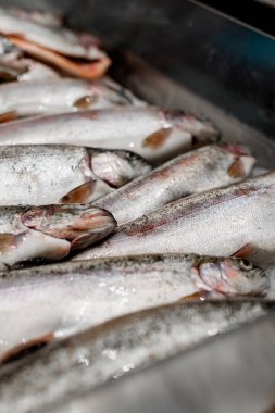 Piyasada buzda taze balık var. Seçici odak