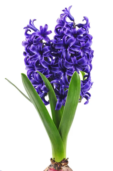 Blauwe Lente Hyacint Geïsoleerd Witte Achtergrond — Stockfoto