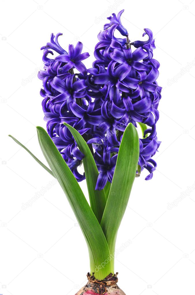 blue spring hyacinth isolated over white background