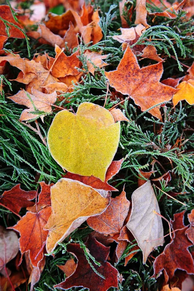 Rime Colorful Autumn Leaves — Stock Photo, Image