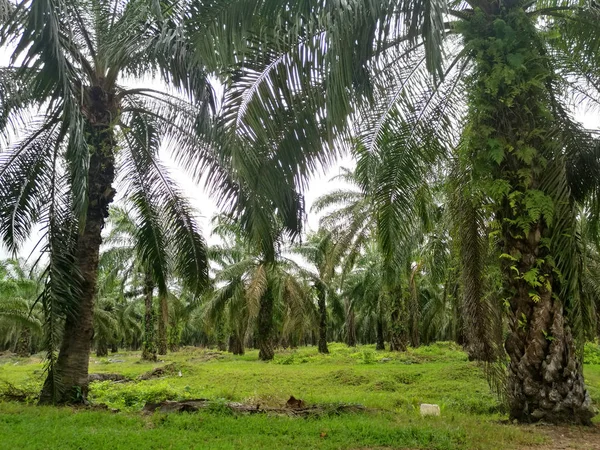 Palmölplantagen Malerischer Blick Auf Sitiawan Perak Malaysia — Stockfoto