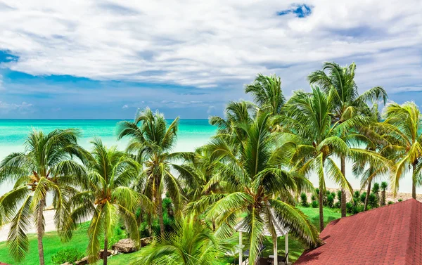 Erstaunliche Wunderschöne Einladende Aussicht Auf Natürliche Tropische Palmengarten Gegen Türkis — Stockfoto