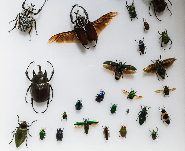 Gran Vista Primer Plano Increíble Muchos Insectos Varios Colores Moscas — Foto de Stock