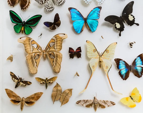 Great Amazing Closeup View Many Various Colorful Butterflies Light Grayish — Stock Photo, Image