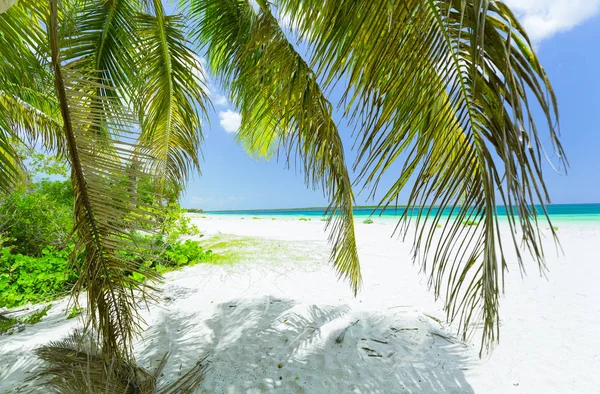 Красивый Великолепный Расслабляющий Довольно Привлекательный Вид Белый Песок Тропического Пляжа — стоковое фото