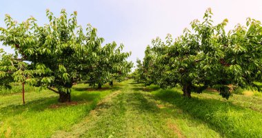 Kanada 'nın Ontario bölgesindeki Niagara bölgesinde bir kiraz ağacının davetkar manzarası.
