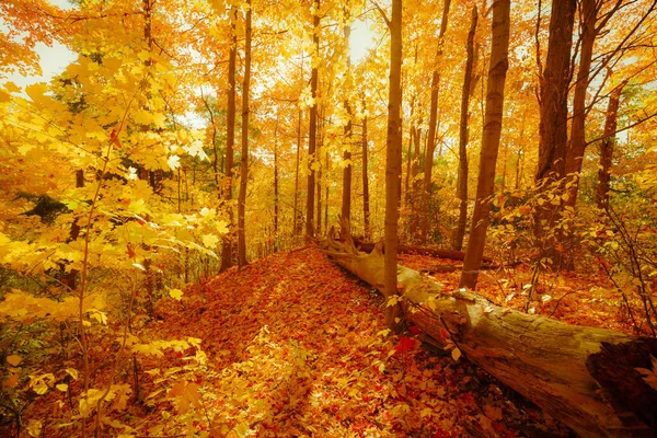 Úžasný Výhled Zlaté Barvy Útulné Lákavé Podzimní Sezónu Les Krajina — Stock fotografie