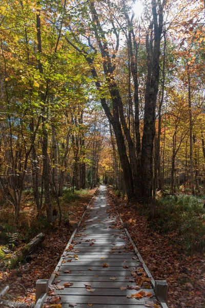 Boardwalk Acadia Milli Parkı 'nda yürüyüş