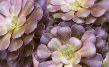 Aeonium undulatum kadar yakın