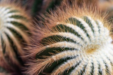 Pincushion kaktüsler kapalı merkezi