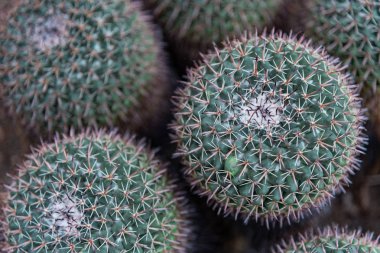 Pincushion kaktüsler yakın çekim