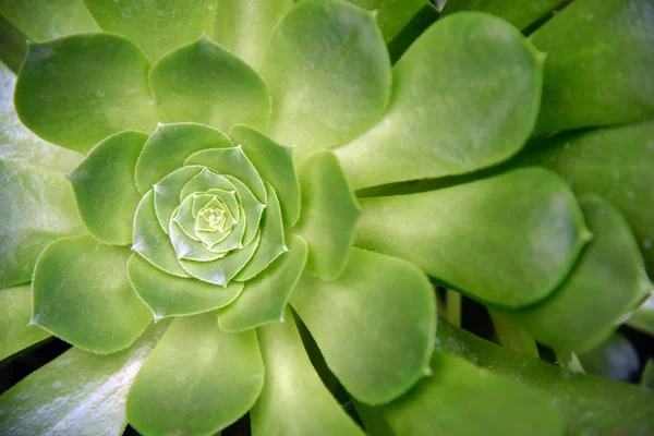 Aeonium Sulu kapalı merkezi