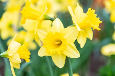 Sarı büyük kupa nergisler bahçede