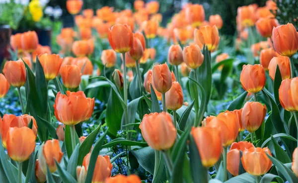 Tulipes Dans Jardin — Photo