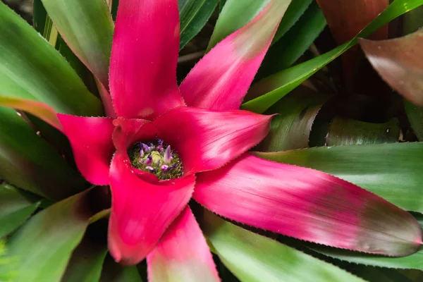 Bromeliad bahçede.