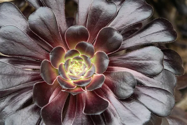 mor tepeli aeonium sulu