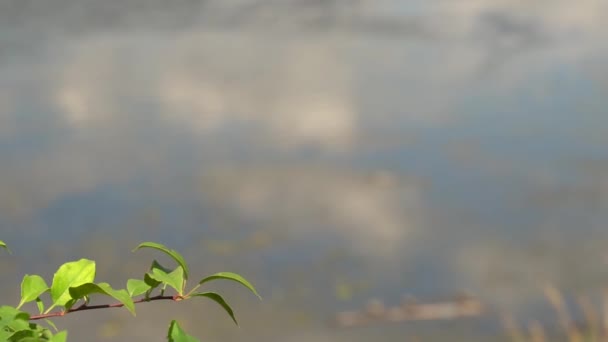 Río contaminado. Basura en el agua. La actividad humana empeora la ecología. Cambio de enfoque — Vídeos de Stock