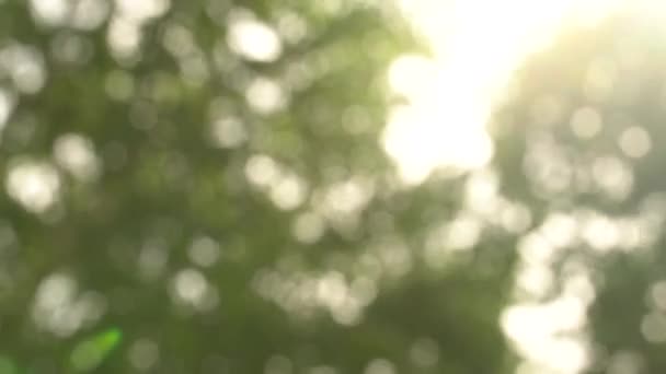 Vackra flödande ljusblixtar sunny bokeh. Suddig sommaren bakgrund från träd i varm belysning — Stockvideo