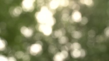 Güneşli bokeh güzel akan yanıp söner. Uzun boylu ağaçlar sıcak aydınlatmada kökenli bulanık yaz