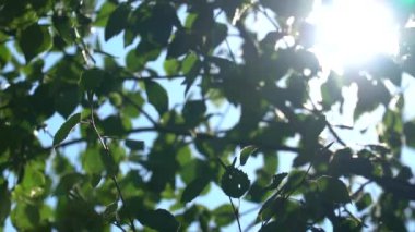 Parlak güneş ışığı yeşil yeşillik Birch aracılığıyla. Ağaçlar Kanopiler gökyüzünün parçalarıyla ağır çekimde