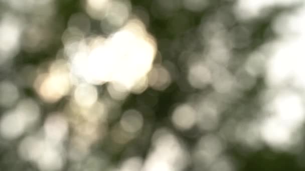 Mooie vloeiende flitsen van zonnige bokeh. Wazig zomer achtergrond van hoge bomen in warme verlichting — Stockvideo