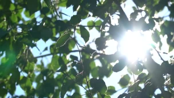 Яркий солнечный свет сквозь зеленую листву березы. Медленное движение в навесах деревьев с фрагментами неба — стоковое видео