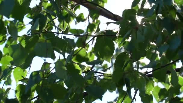 Fel zonlicht door het groene loof van de berk. Slow motion in luifels van bomen met fragmenten van de hemel — Stockvideo