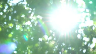 Ağaç gölgelik yeşil yaprakları ile parlak güneş ışığı. Ağır çekim, güzel büyük yanıp söner ve parlamayı yaz aylarında