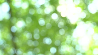 Rüzgarda sallanan bokeh ve kamaşma ile parlak yaz güneşli yeşil arka plan defocused. Yaz sıcak öğleden sonra ağaç gölgelik