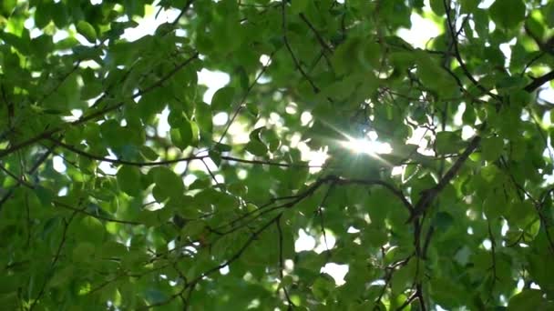 Luminosa luce del sole attraverso il fogliame verde del melo. Rallentatore nei tettoie degli alberi — Video Stock