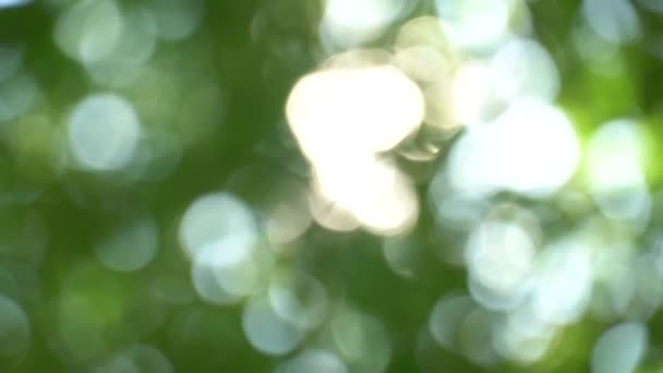 Defocused a nyár napsütötte bokeh a lombkorona a fák. Szép nagy villog, és a vakító fény — Stock videók