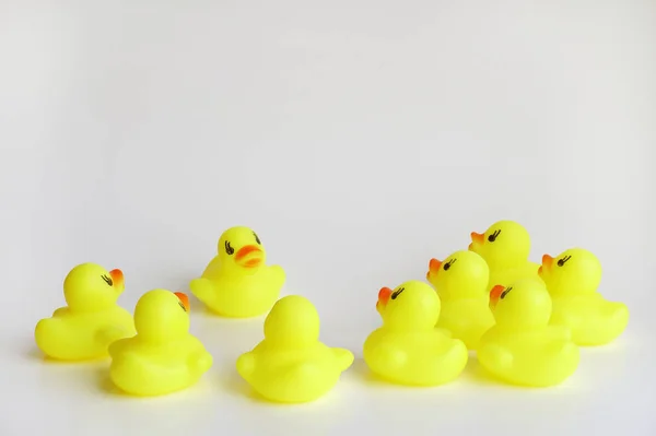 Jouet de canard jaune sur fond blanc. Entreprise, leadership, travail d'équipe ou concept d'amitié — Photo