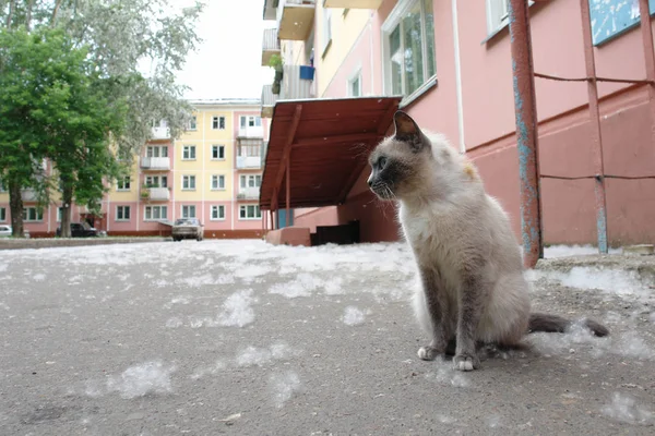 Chat triste sans abri dans la rue de la ville près de la maison. Photo d'un animal sans abri — Photo