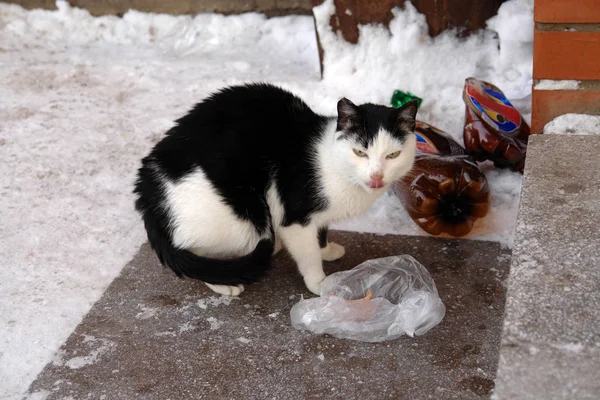 Chat triste affamé sans abri dans la rue près des escaliers. Photo d'un animal sans abri — Photo